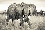 Afrikai elefánt fali poszter