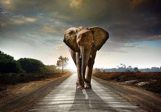 Afrikai elefánt óriás fali poszter 368x254 vlies