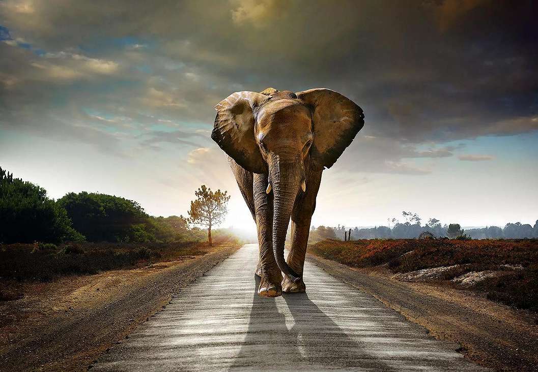 Afrikai elefánt óriás fali poszter 368x254 vlies