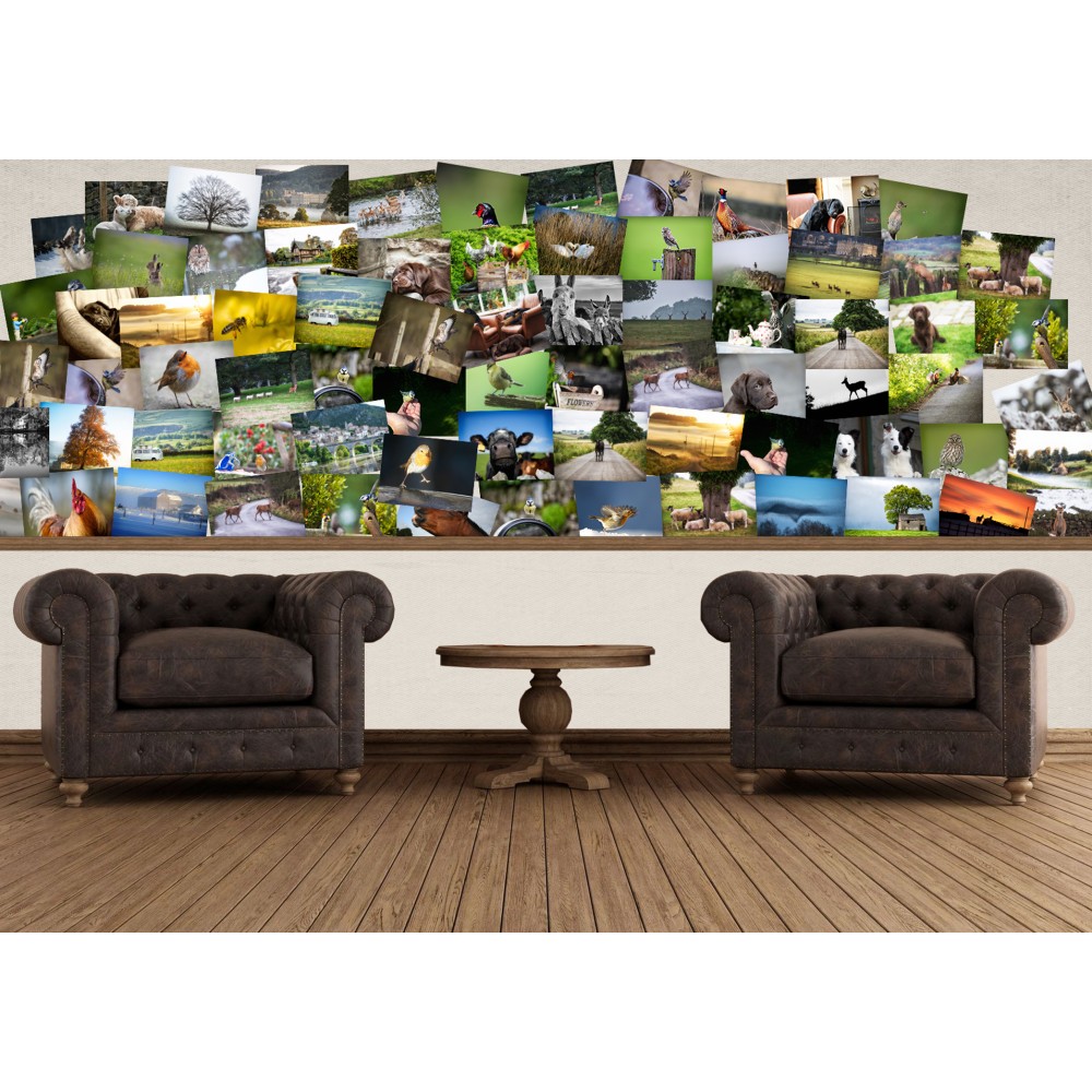 Állat fotók fali poszter