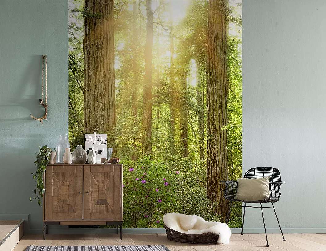 California Redwood Nemzeti park fali poszter