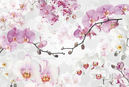 Csábító színes rózsaszín orchidea virágmintás fali poszter
