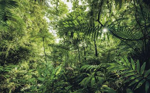 Dél-Amerikai buja dzsungel fali poszter