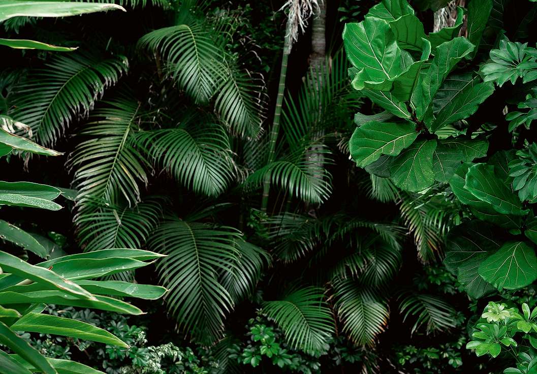 Design fali poszter trópusi dzsungel levél mintával 368x254 vlies