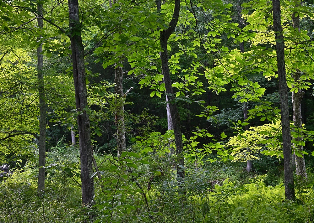 Egyedi erdő mintás posztertapéta vinyl mosható (400m) szélesség X magasság (285cm)