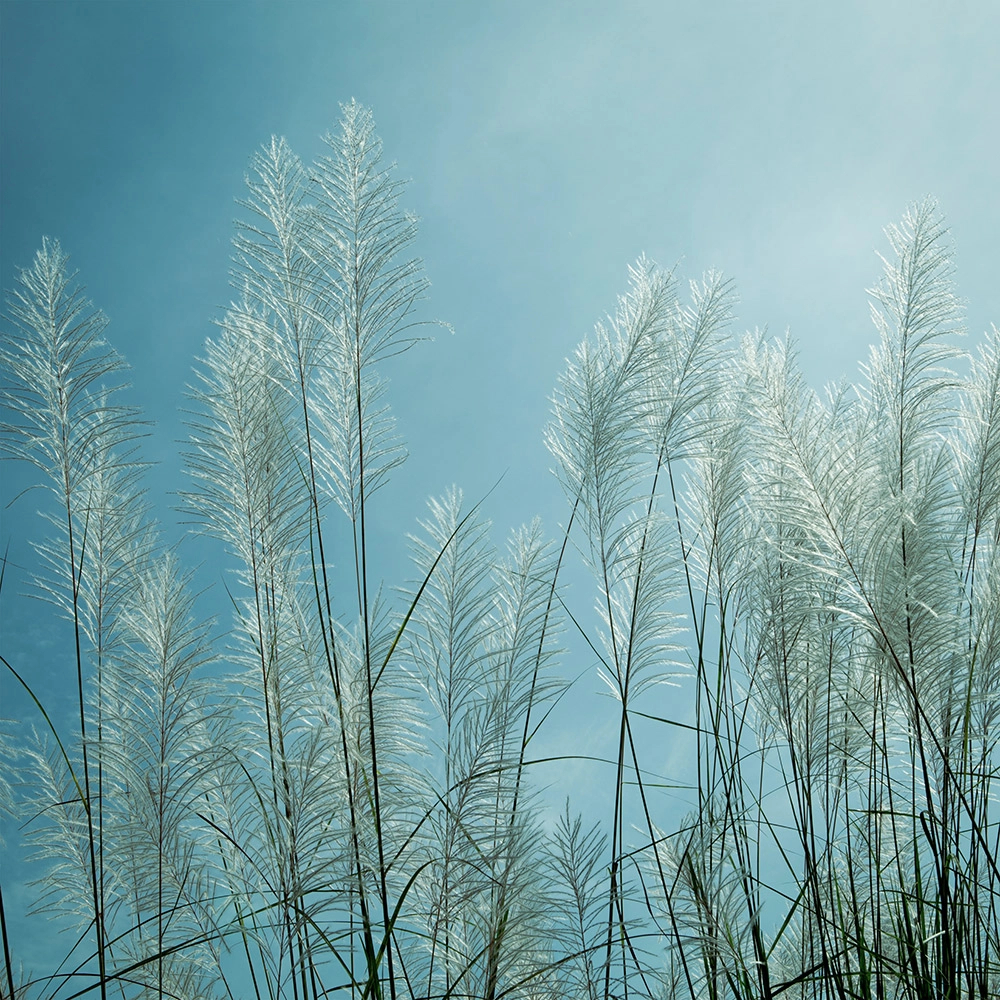 Egyedi ezüst fű mintás design fotótapéta 260x260cm méretben