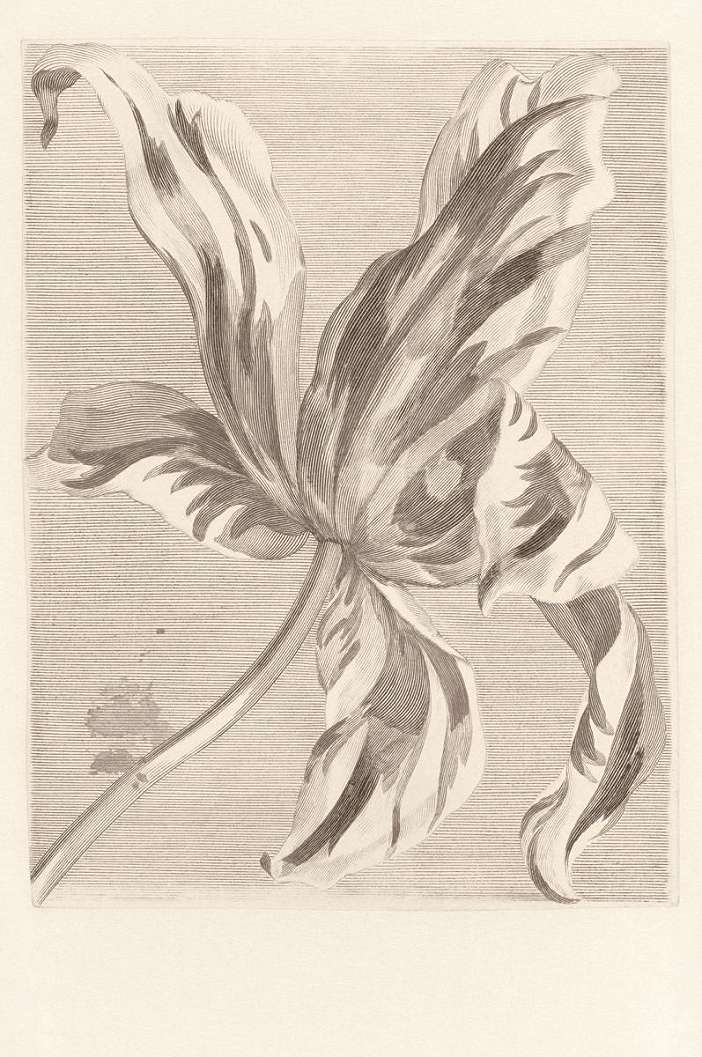 Eijffinger Masterpiece grandiozus tulipán faliposzter
