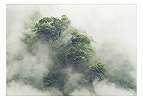 Fali poszter a ködös Amazonas látképével