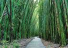 Fali poszter bambusz mintával 368x254 vlies