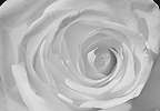 Fali poszter fehér rózsa mintával 368x254 vlies