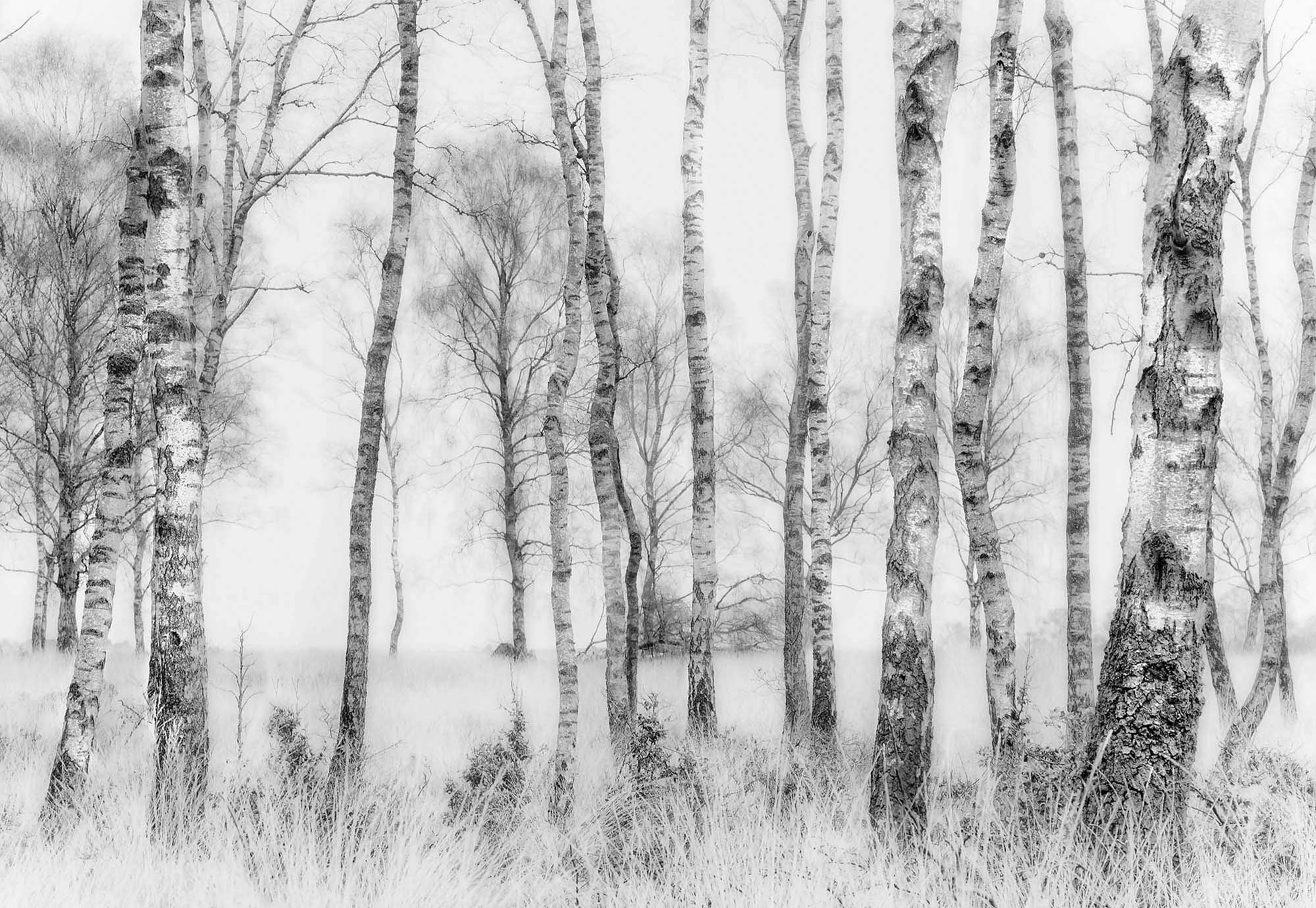 Fali poszter havas erdő mintával fekete fehér színvilágban