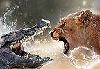 Fali poszter, oroszlán és krokodil csatája valahol afrikában 368x254 vlies