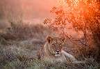 Fali poszter oroszlán és napfelkelte az afrikai szavannán