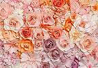 Fali poszter rózsaszín rózsa mintával