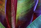 Fali poszter színes banánlevél mintával trópusi hangulatban