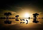 Fali poszter, táncoló madarak az afrikai naplementében