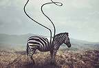 Fali poszter zebra az afrikai szavannán 368x254 vlies