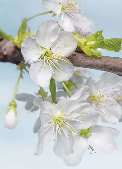 Fehér cseresznyevirág fali poszter