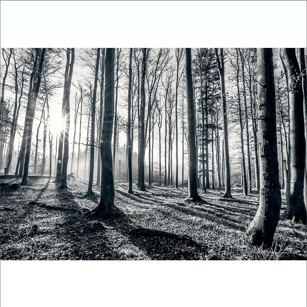 Fekete fehér erdő fali poszter