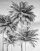 Fekete fehér trópusi pálmafa mintás vlies fali poszter