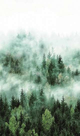 Fenyő erdő a ködben mintájú mosható fali poszter tapéta