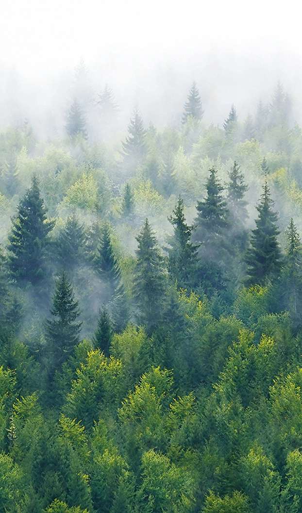 Fenyő erdő mintás design fotótapéta