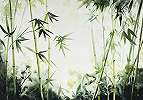 Fotótapéta bambusz erdő mintával 368x254 vlies