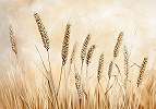 Fotótapéta búzakalászokkal aranysárga és homok barna színekkel 368x254 vlies