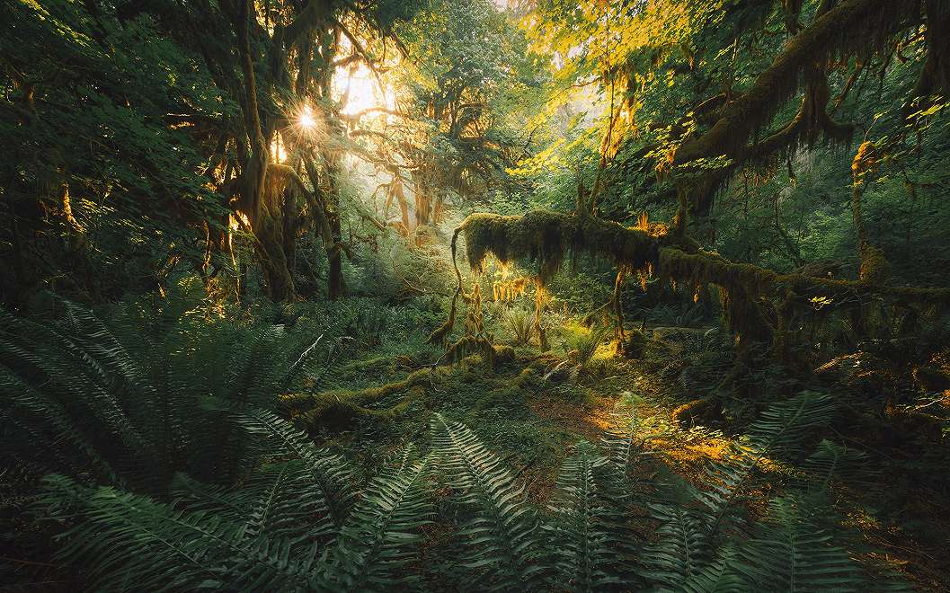 Fotótapéta egzotikus misztikus dzsungel mintával