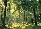 Fotótapéta erdei tájképpel a déli napfényben 368x254 vlies