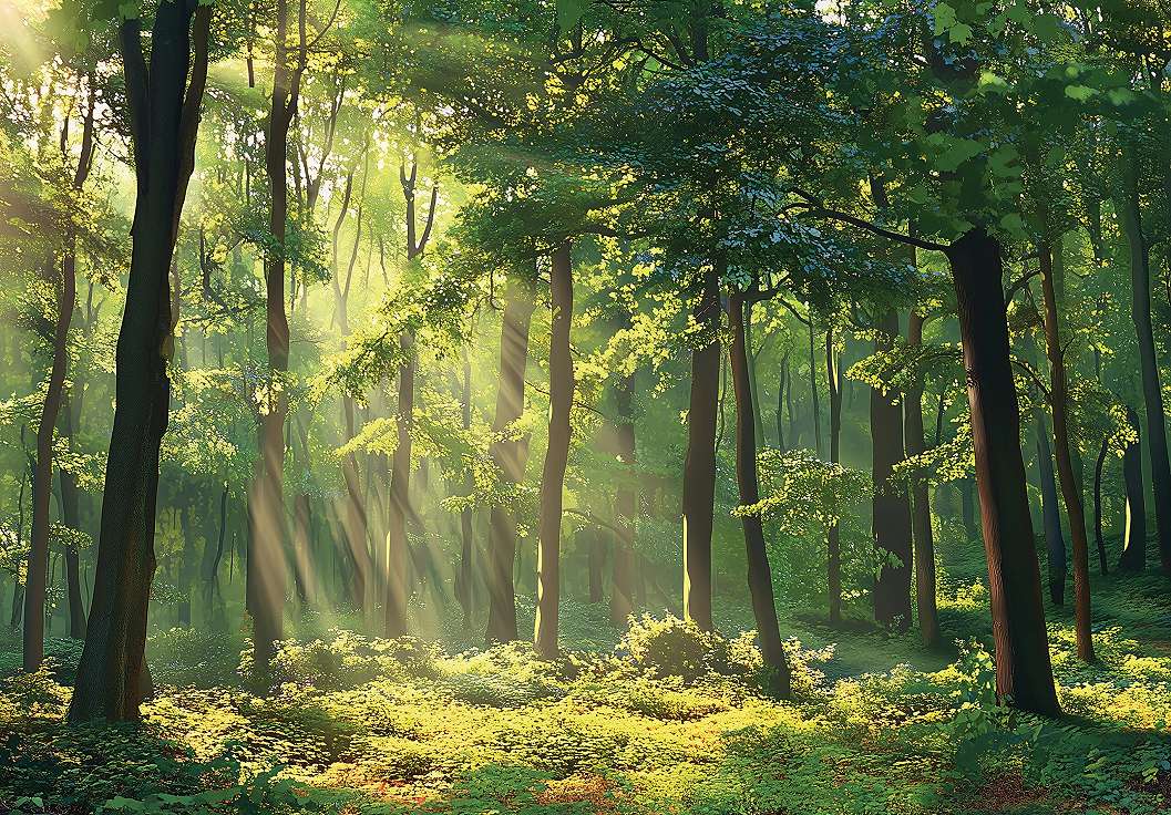 Fotótapéta erdei tájképpel a déli napfényben 368x254 vlies