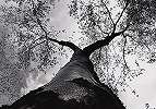 Fotótapéta fa lombkoronája alulnézetből mintával fekete fehér színben 368x254 vlies
