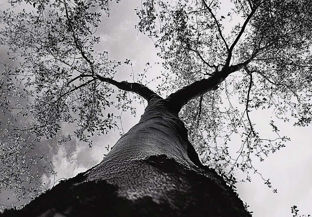 Fotótapéta fa lombkoronája alulnézetből mintával fekete fehér színben 368x254 vlies