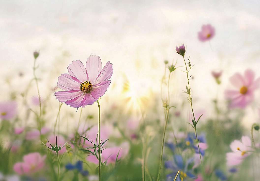 Fotótapéta fényes virágmező mintával rózsaszín színben 368x254 vlies