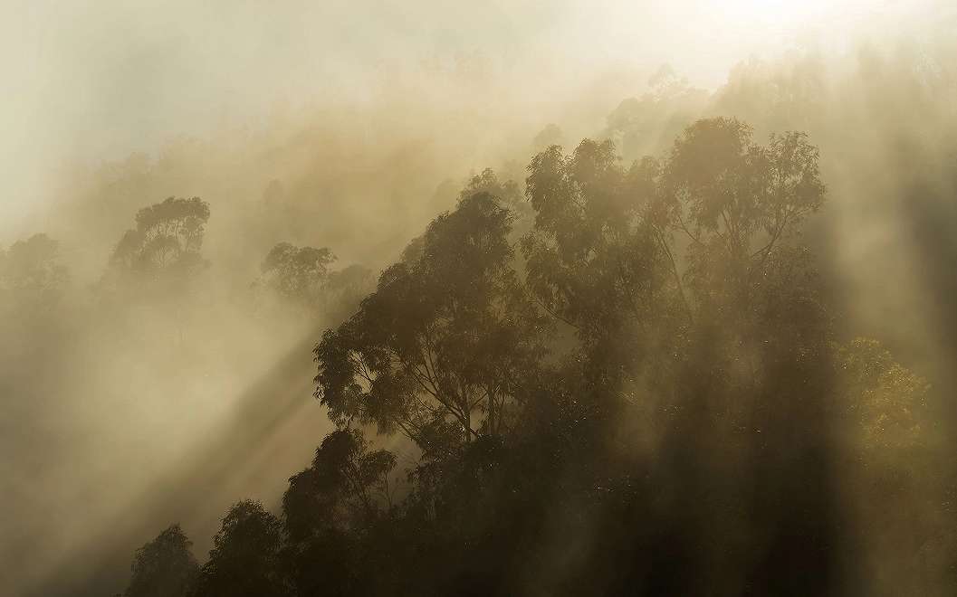 Fotótapéta ködben úszó misztikus erdei tájkép mintával