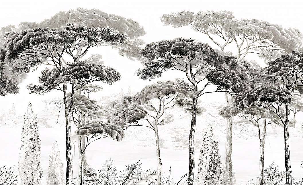 Fotótapéta magas ciprus fa tujákkal fekete fehér színben 368x254 vlies