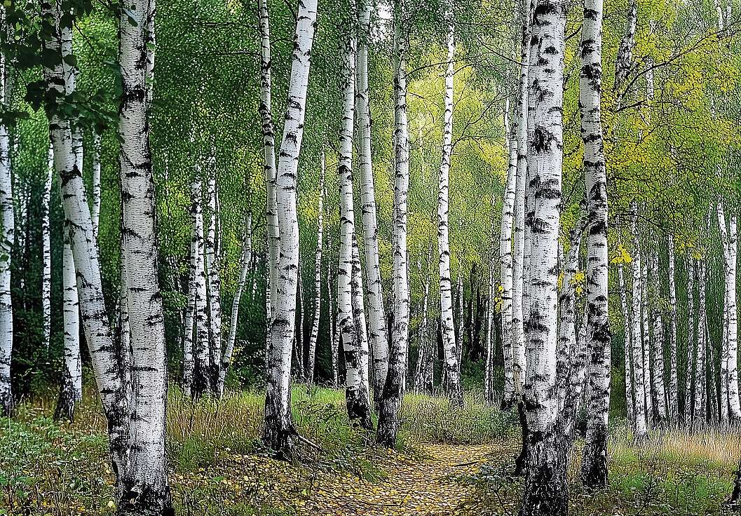 Fotótapéta nyírfa erdő mintával 368x254 vlies