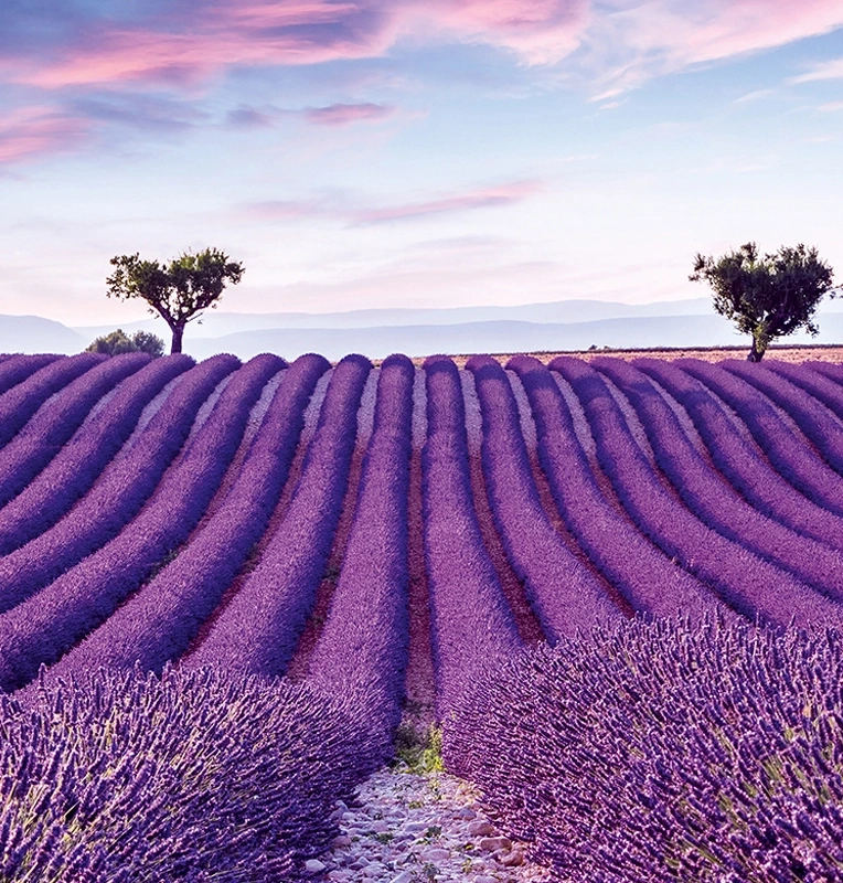 Fotótapéta Provencei levendulaliget mintával