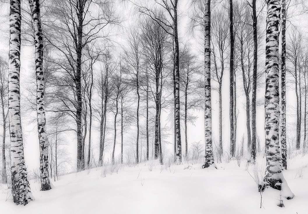 Fotótapéta tájkép téli nyírfa erdő feketefehér színben 368x254 vlies