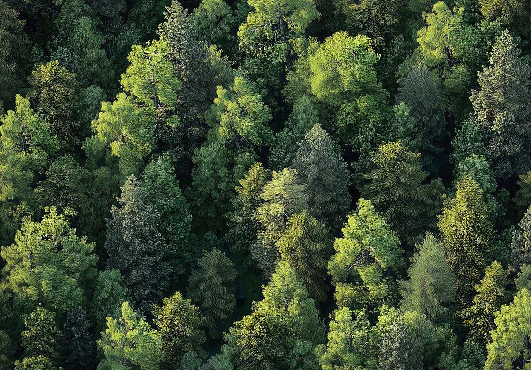 Fotótapéta zöld fenyőerdő mintával 368x254 vlies