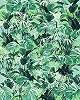 Fotótapéta zöld trópusi leveles mintákkal