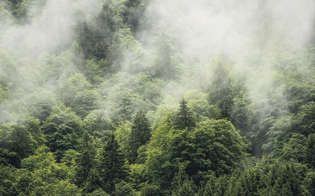 Francia Haute-Savoie erdő fali poszter