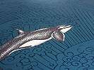 Kék skandináv rajzolt stílusú bálna mintás vlies gyerek tapéta