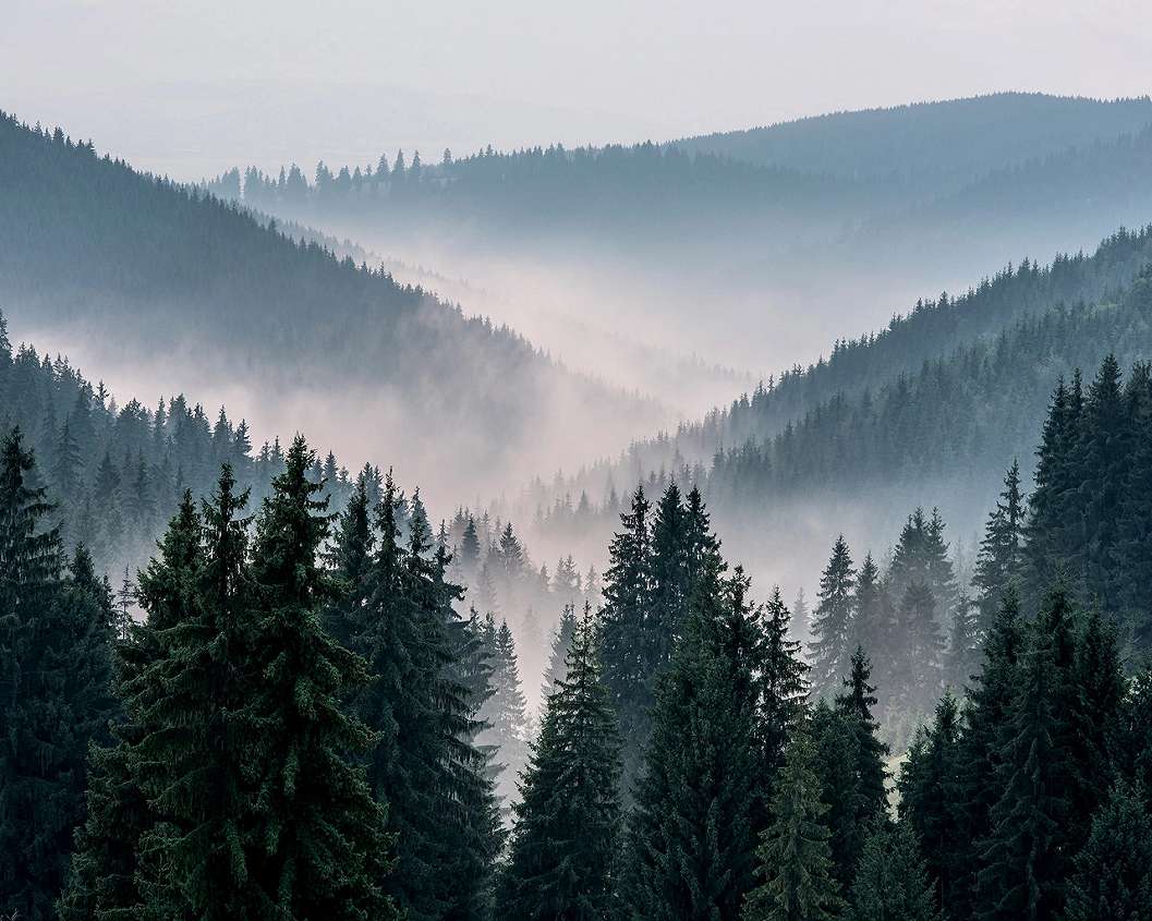 Ködbe burkolózó fenyő erdő mintás fali poszter tapéta 368x254 vlies