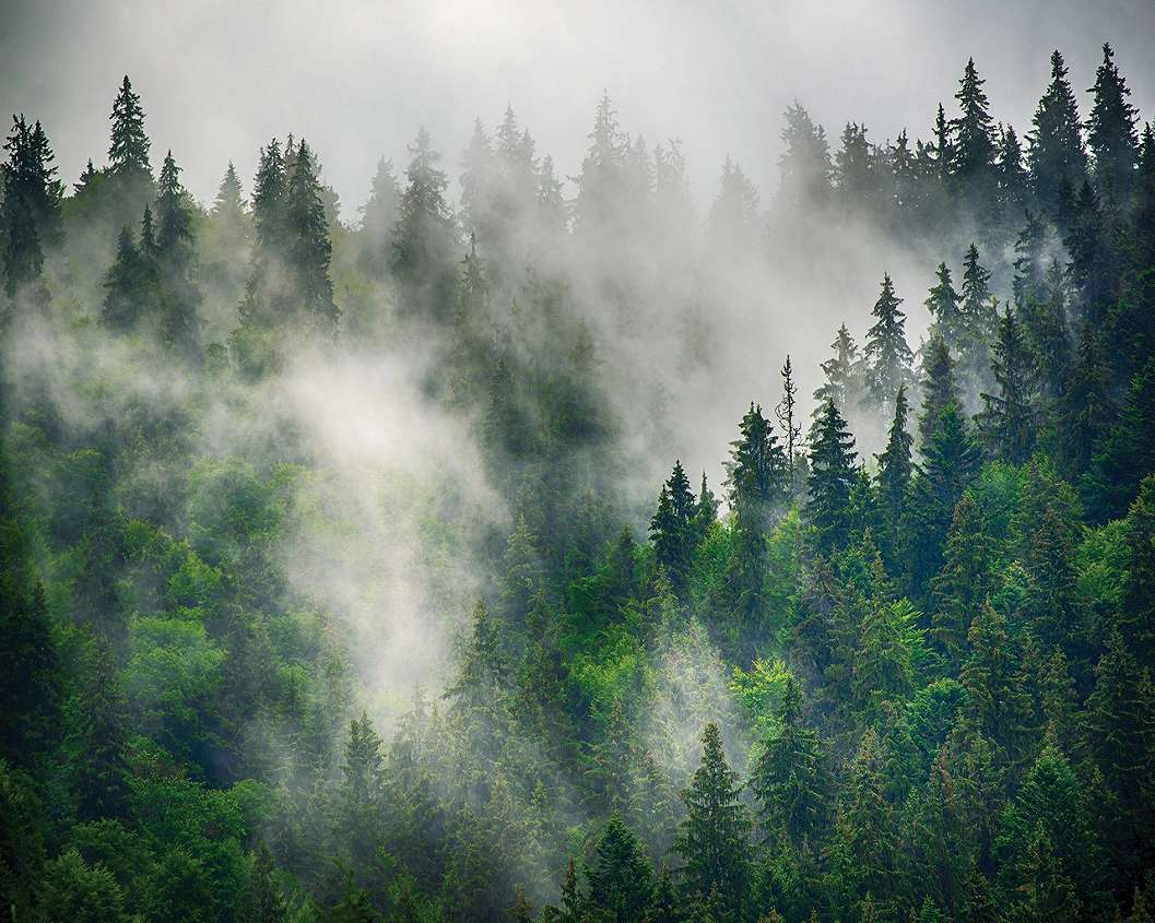 Ködbe burkolt erdős tájkép mintás poszter tapéta 368x254 vlies