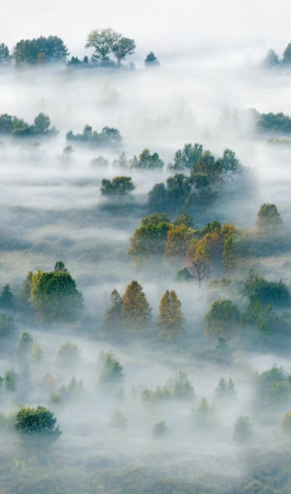 Ködös erdő mintás design fotótapéta