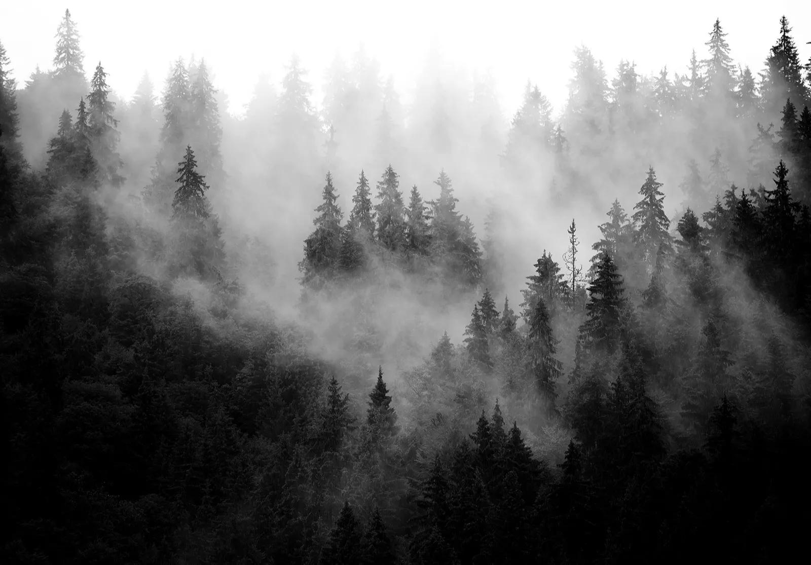 Ködös fenyőerdő mintás fali poszter 368x254 vlies