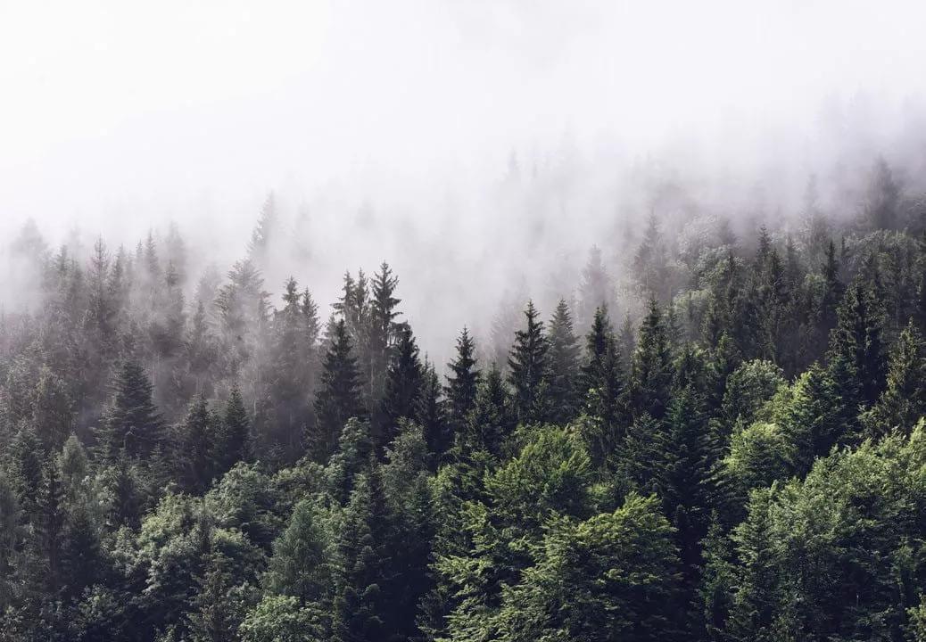 Ködös fenyves erdő mintás fali poszter