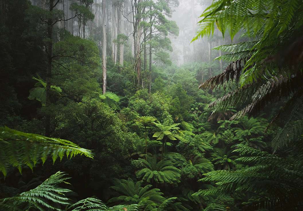 Ködös trópusi dzsungel mintás poszter tapéta 368x254 vlies