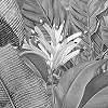 Kör alakú öntapadós fekete fehér dzsungel mintás fali poszter